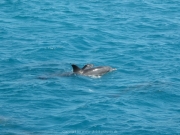 Soma Bay 09-2016 - 072