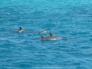 Soma Bay 09-2016 - 073