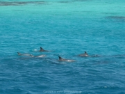 Soma Bay 09-2016 - 074