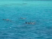 Soma Bay 09-2016 - 075