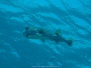Soma Bay 09-2016 - 079