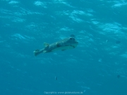 Soma Bay 09-2016 - 080