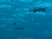 Soma Bay 09-2016 - 081