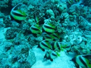 Soma Bay 09-2016 - 094