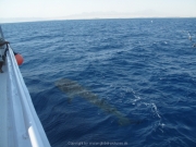 Soma Bay 09-2016 - 097