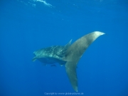 Soma Bay 09-2016 - 102