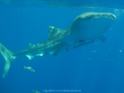 Soma Bay 09-2016 - 105