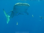 Soma Bay 09-2016 - 106