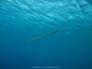 Soma Bay 09-2016 - 128