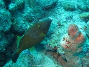 DomRep - Sosua 032