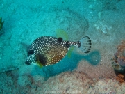 DomRep - Sosua 035
