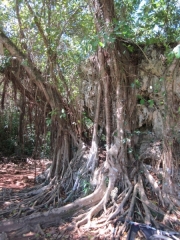 DomRep - Sosua 041