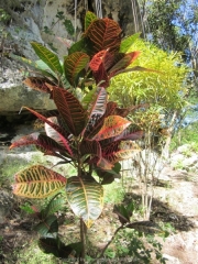 DomRep - Sosua 071
