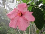 DomRep - Sosua 087