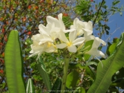 DomRep - Sosua 088