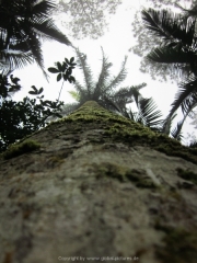 DomRep - Sosua 090