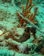 DomRep - Sosua 118