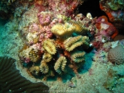 DomRep - Sosua 123