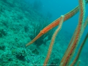 DomRep - Sosua 124