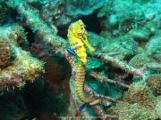 DomRep - Sosua 126