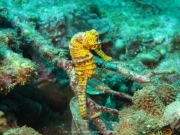 DomRep - Sosua 127