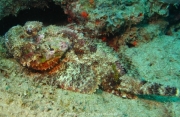DomRep - Sosua 128