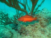 DomRep - Sosua 129