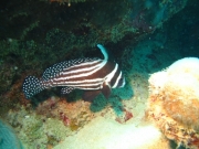 DomRep - Sosua 130