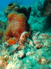 DomRep - Sosua 131