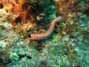 DomRep - Sosua 133