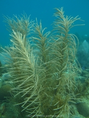 DomRep - Sosua 135