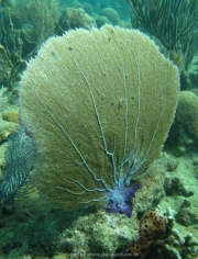 DomRep - Sosua 136