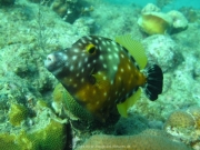 DomRep - Sosua 137