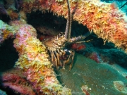 DomRep - Sosua 140