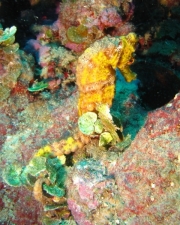 DomRep - Sosua 142