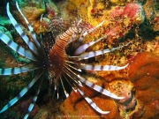 DomRep - Sosua 145