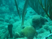 DomRep - Sosua 146