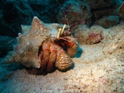 DomRep - Sosua 148