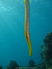 DomRep - Sosua 149