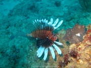 DomRep - Sosua 156
