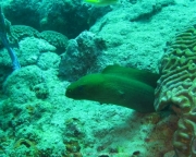 DomRep - Sosua 157