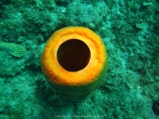 DomRep - Sosua 159