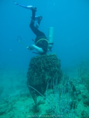 DomRep - Sosua 160