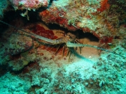 DomRep - Sosua 163
