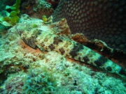 DomRep - Sosua 164