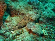 DomRep - Sosua 165