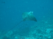 Malediven Tauchsafari 09-2017 - 066