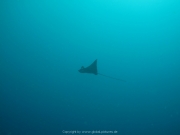Malediven Tauchsafari 09-2017 - 068