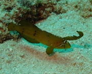 Malediven Tauchsafari 09-2017 - 102