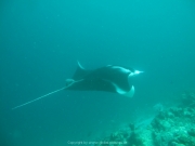 Malediven Tauchsafari 09-2017 - 113